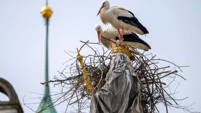 Störche und die Mutter Gottes - Nistversuch auf Mariensäule