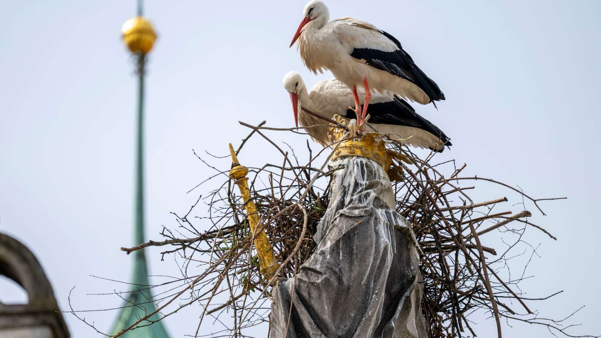 Störche wollen auf Freisinger Mariensäule nisten