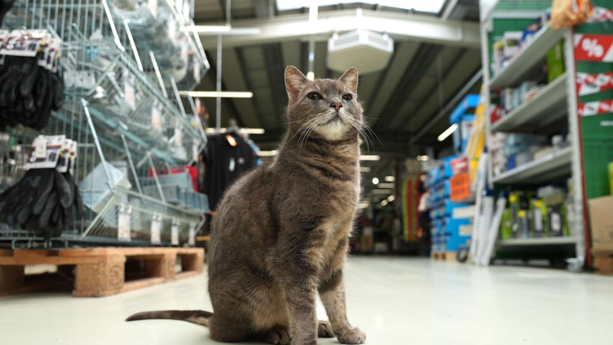 Katze "Lotti" lebt in Baumarkt