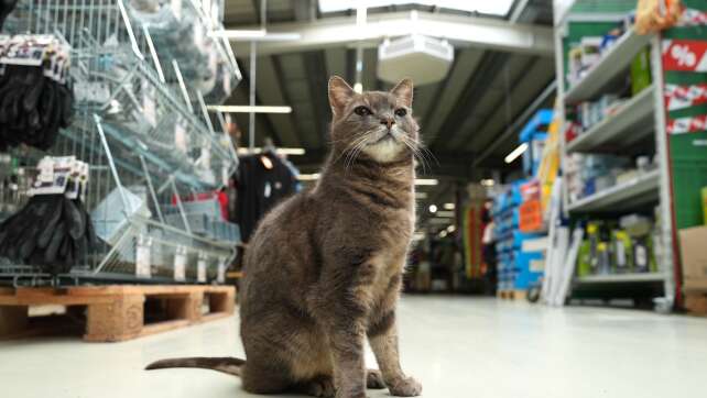 Katze Lotti wohnt in Plöner Baumarkt