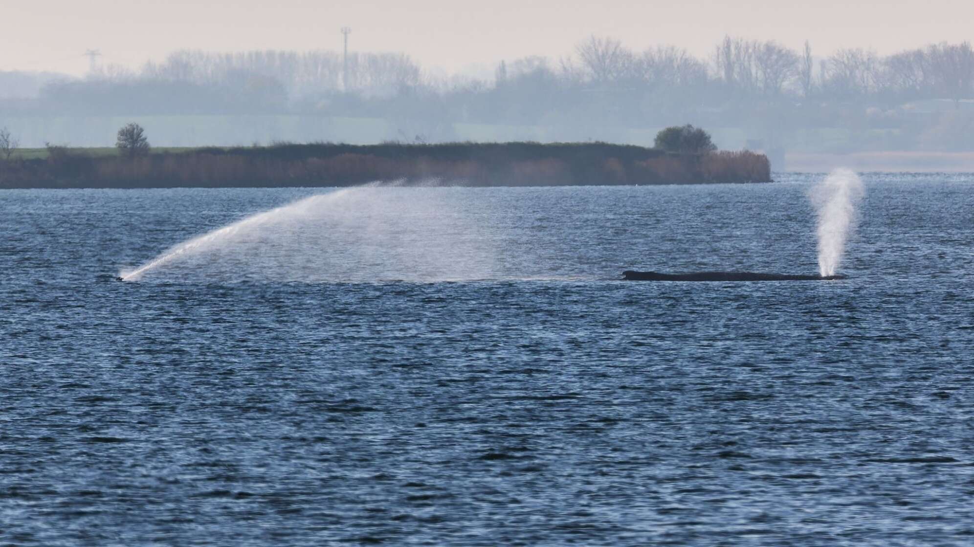 Buckelwal liegt weiter in Wismarer Bucht