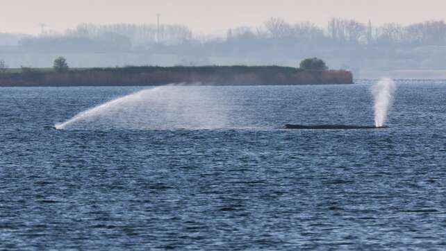 Ministerium: Vom Buckelwal geht keine Gefahr für Umwelt aus
