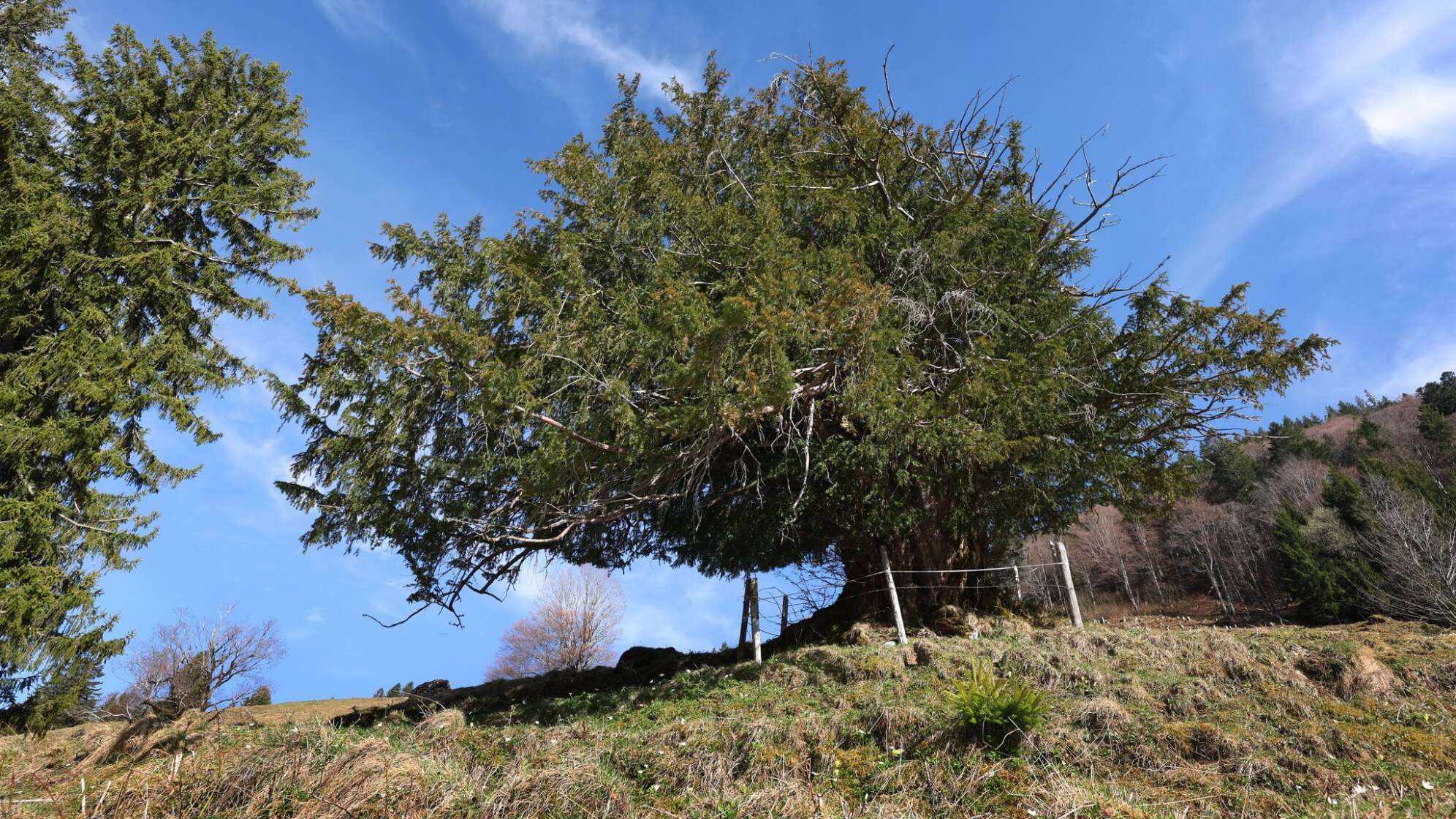 Alte Eibe im Allgäu - möglicherweise ältester Baum Deutschlands