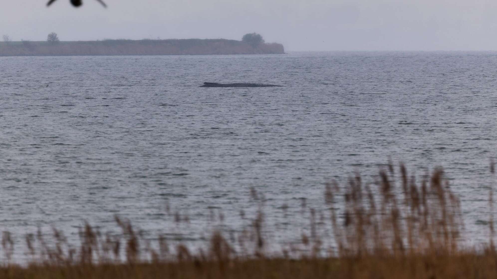 Buckelwal liegt weiter in Wismarer Bucht