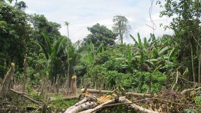 Zyklon «Maila» im Südpazifik: Elf Tote in Papua-Neuguinea