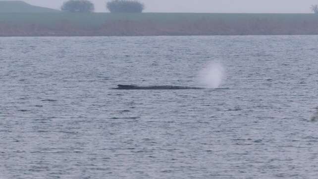Gestrandeter Buckelwal lebt noch - weiteres Vorgehen offen