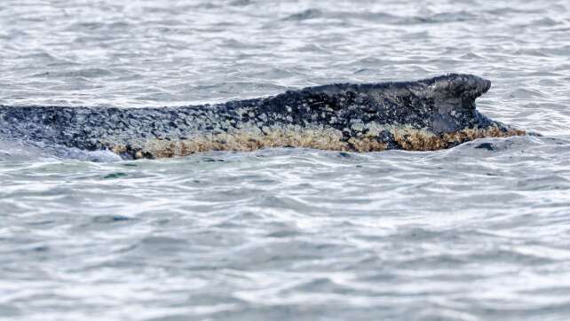 Gestrandetem Buckelwal geht es schlecht