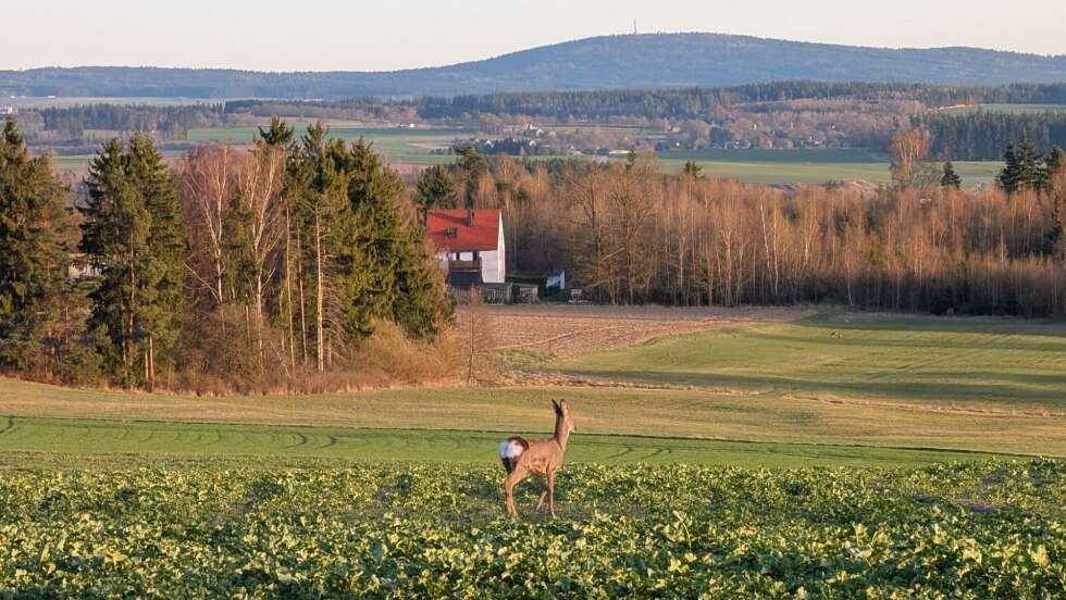 Rettung im Hofer Zoo: Schwer verletzter Rehbock sucht Schutz und wird wieder erfolgreich ausgewildert