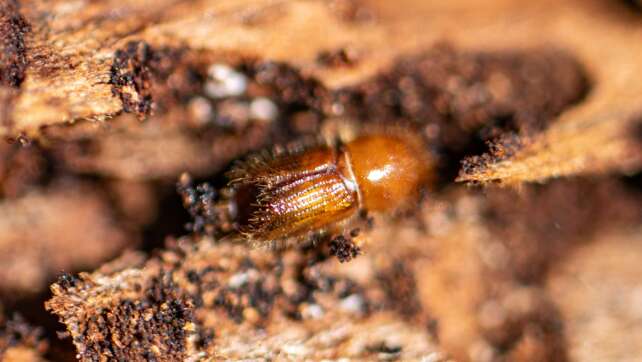 Jährliches Borkenkäfer-Monitoring gestartet