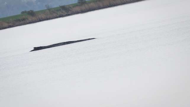 Nach Schwimmerin in Wal-Nähe: Polizeibegleitung für Schiff