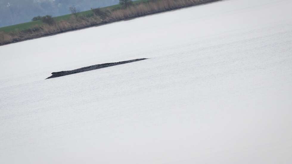 Nach Schwimmerin in Wal-Nähe: Polizeibegleitung für Schiff