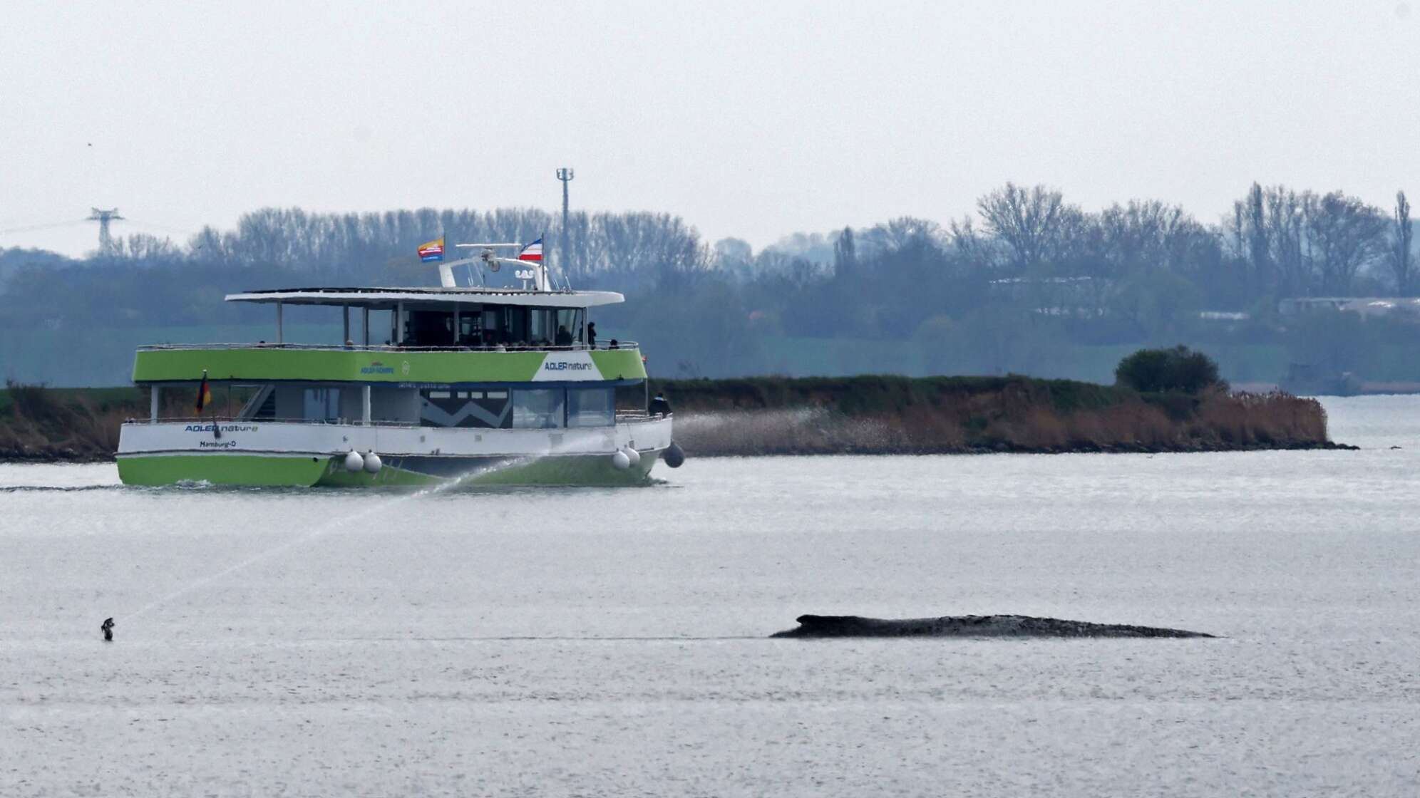 Buckelwal liegt in Wismarer Bucht