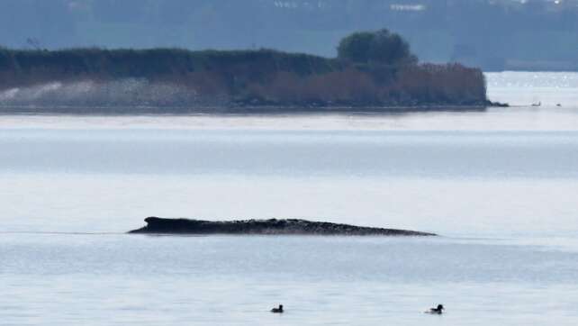 Minister gibt Okay für privaten Rettungsversuch für Wal