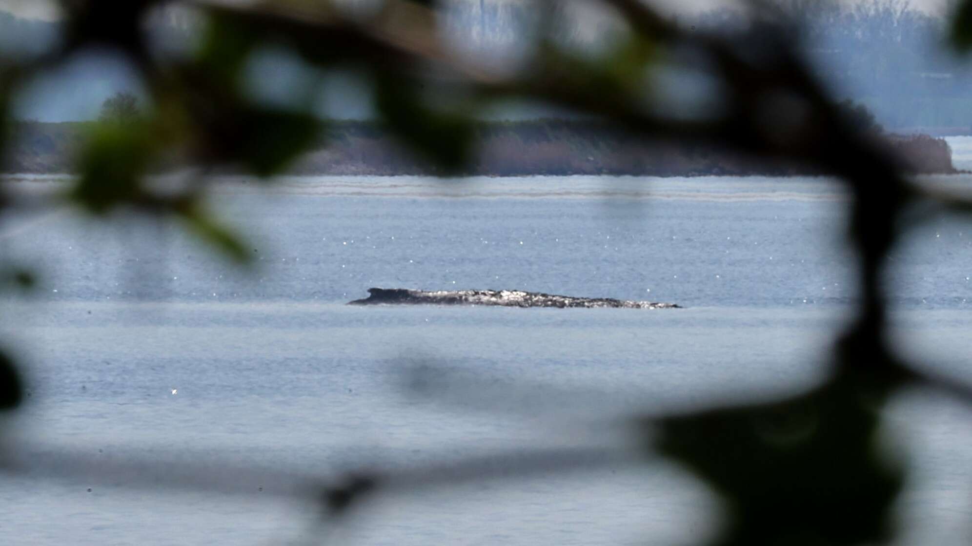 Buckelwal liegt in Wismarer Bucht