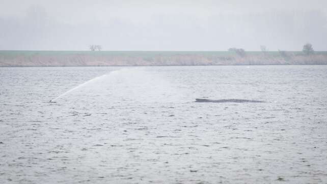 Neue Wal-Rettungspläne – was wir wissen und was nicht