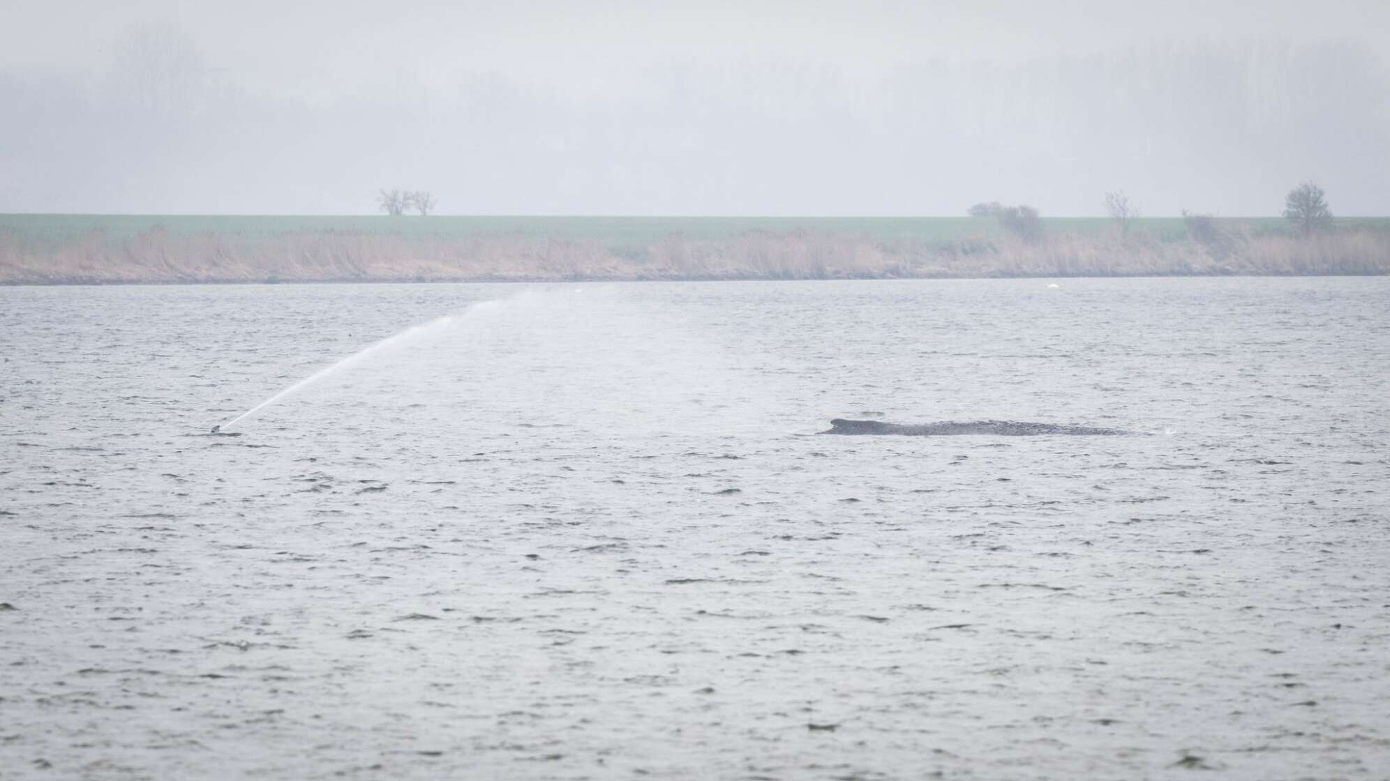 Gestrandeter Buckelwal vor Poel