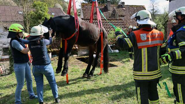 Glückliches Ende: Pferd nach Sturz in Grube geborgen