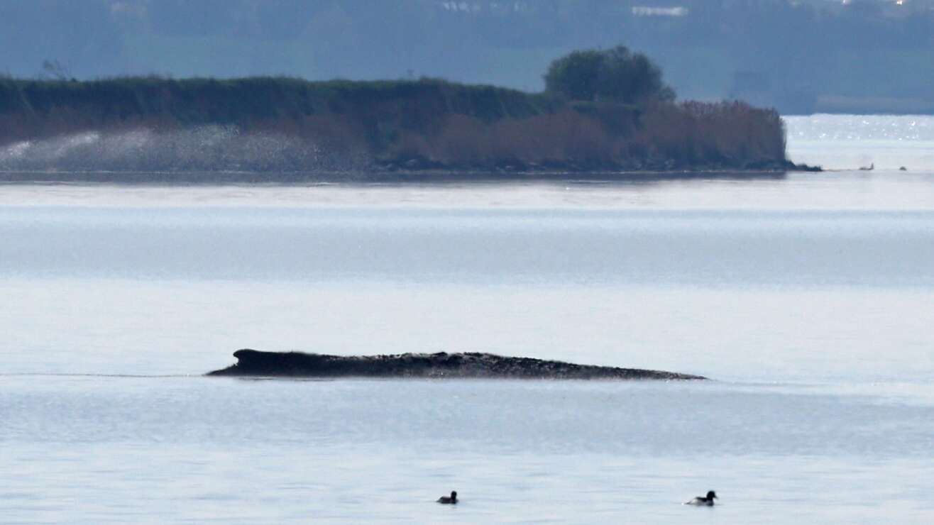 Buckelwal-Rettung bei Wismar: Private Initiative startet spektakuläre Aktion – Verfolgt die Rettung im Livestream