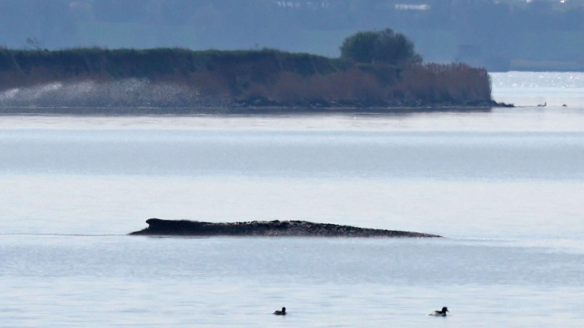 Buckelwal liegt in Wismarer Bucht