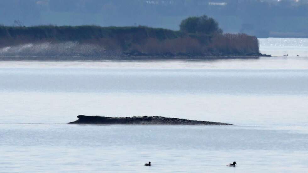 Buckelwal-Rettung bei Wismar: Private Initiative startet spektakuläre Aktion – Verfolgt die Rettung im Livestream