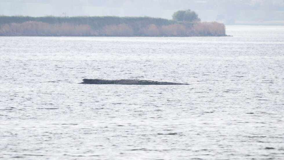 Wal lebt noch - neuer Rettungsversuch mit Luftkissen