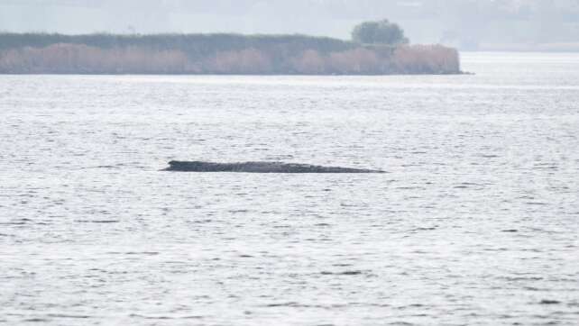 Wal lebt noch - neuer Rettungsversuch mit Luftkissen