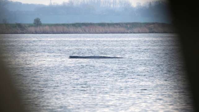 Die teils überraschende Chronologie des Ostsee-Buckelwals
