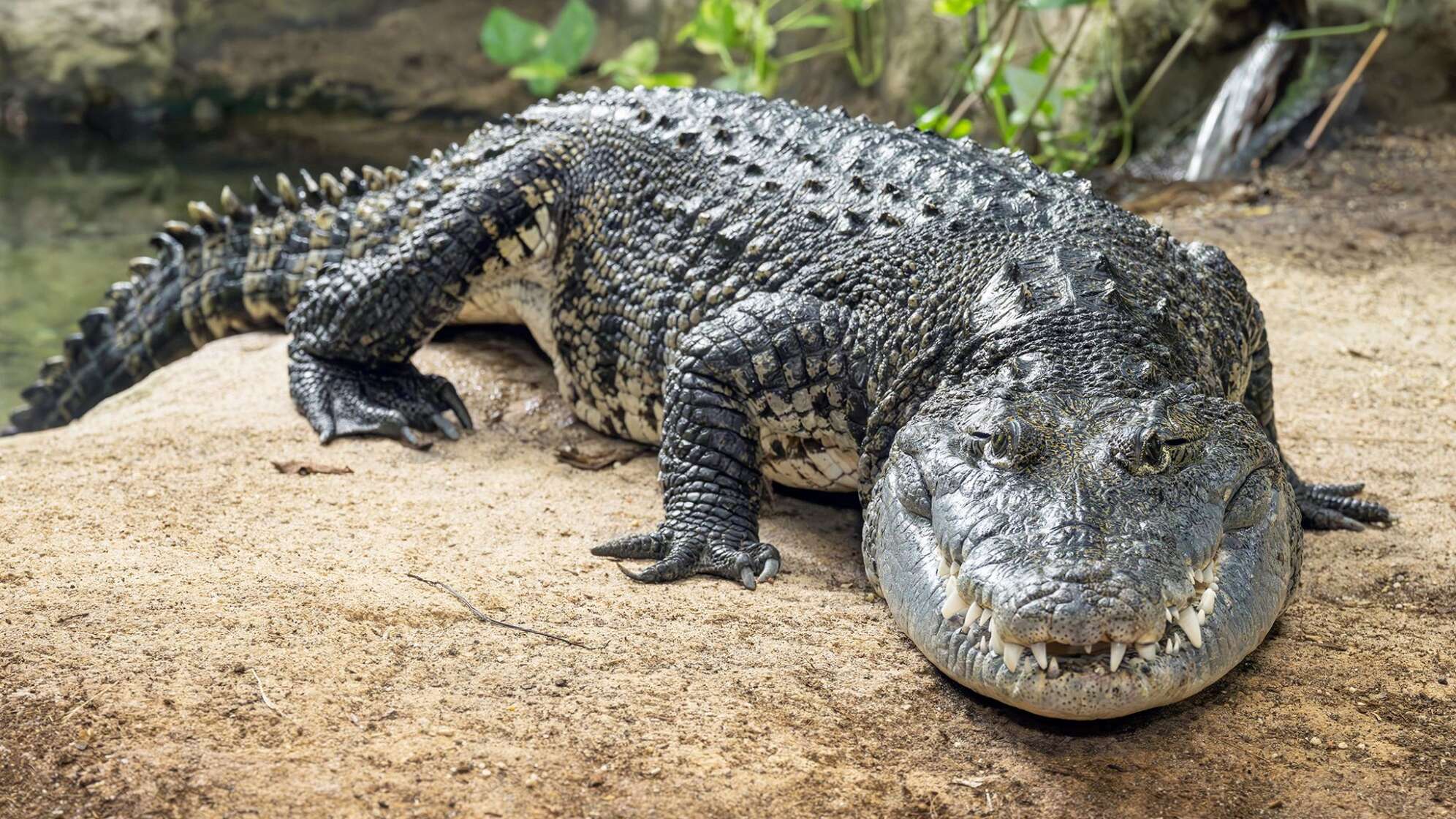 Schrebergarten-Krokodil findet neues Zuhause in Wien