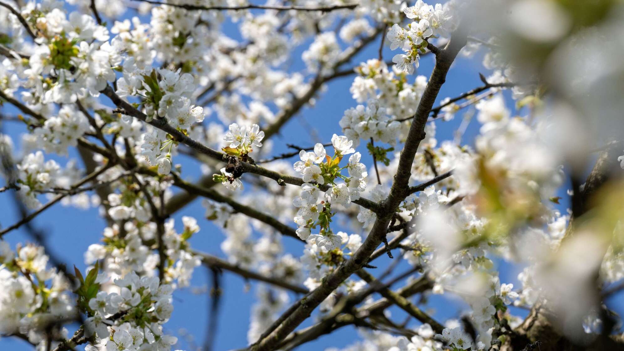 Kirschblüte in Franken