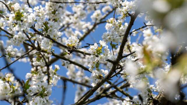Frühlingshafter Start ins Wochenende