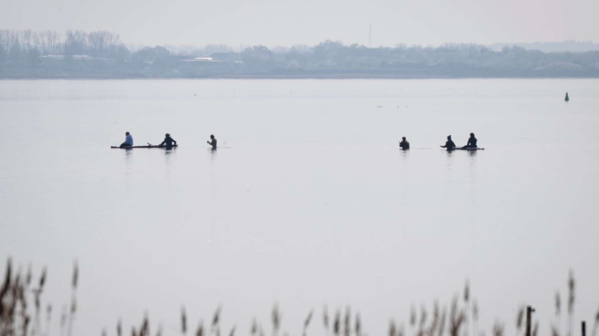 Rettungsaktion für den Buckelwal