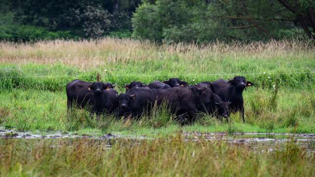 Geschäftsmodell Moor: Bund fördert Wiedervernässung