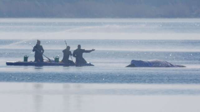 Team der privaten Initiative arbeitet weiter an Walbefreiung