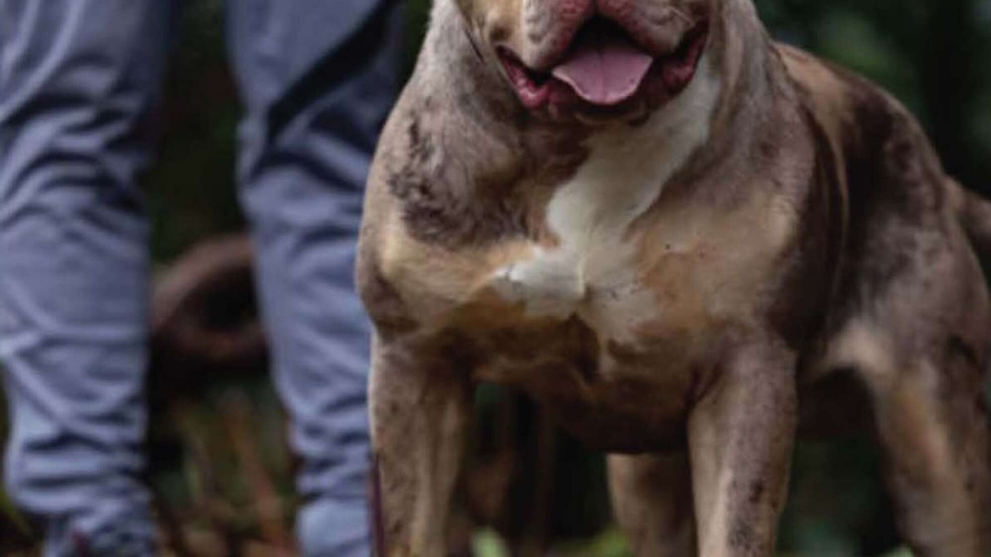 Gerichtsverfahren zu XL Bully in England
