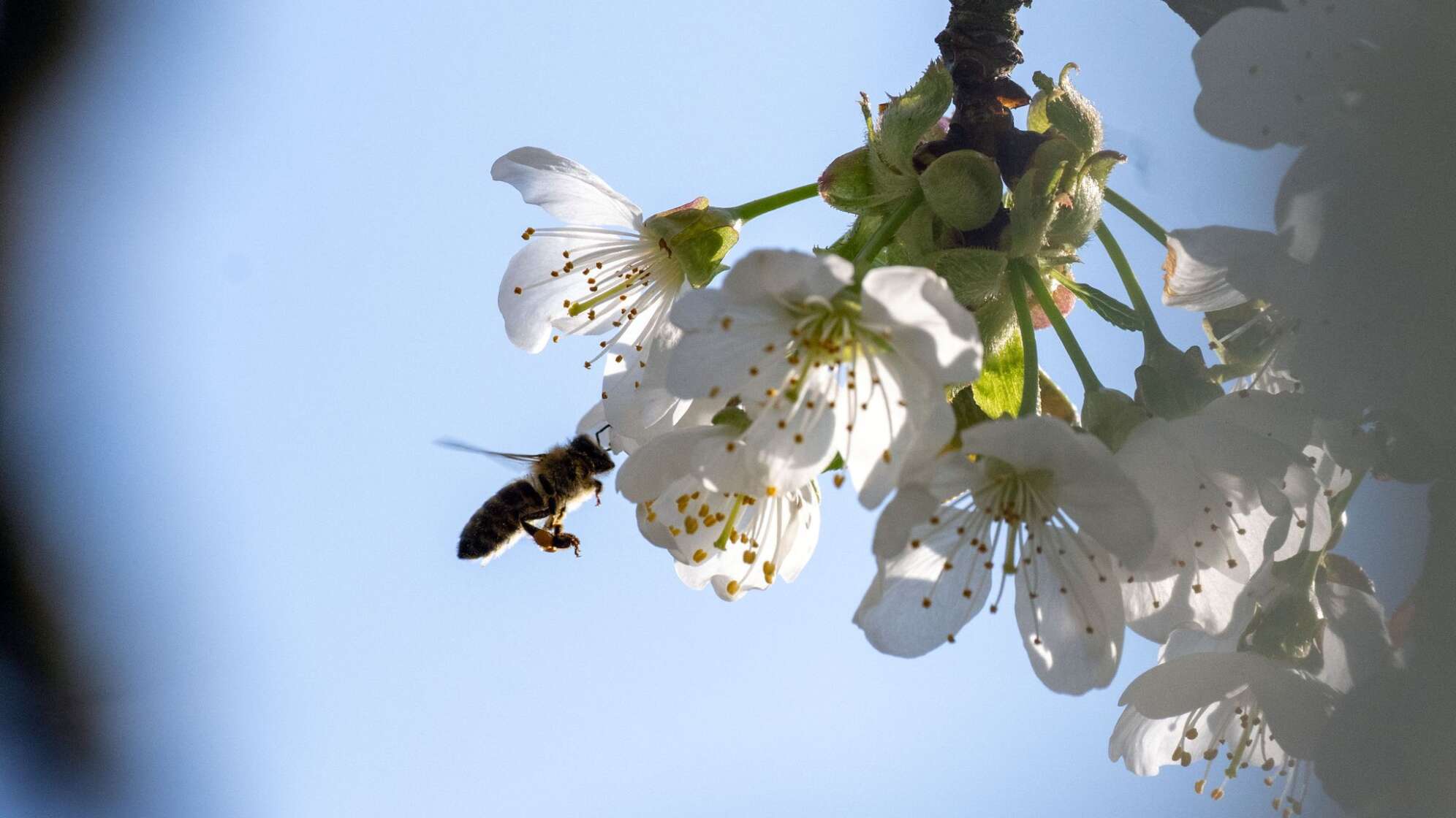 Kirschblüte in Franken
