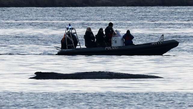 Arbeiten für Wal-Rettungsversuch vor Poel schreiten voran