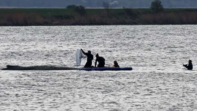 Wal-Rettungsversuch zieht sich in die Länge