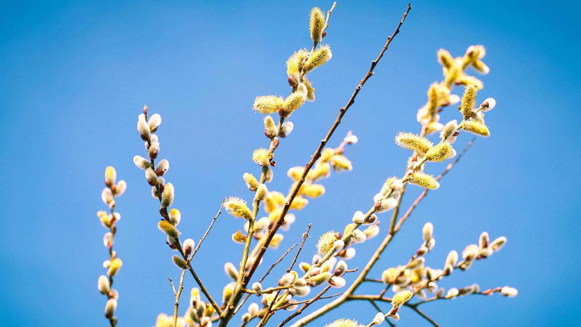 Palmkätzchen vor blauem Hintergrund