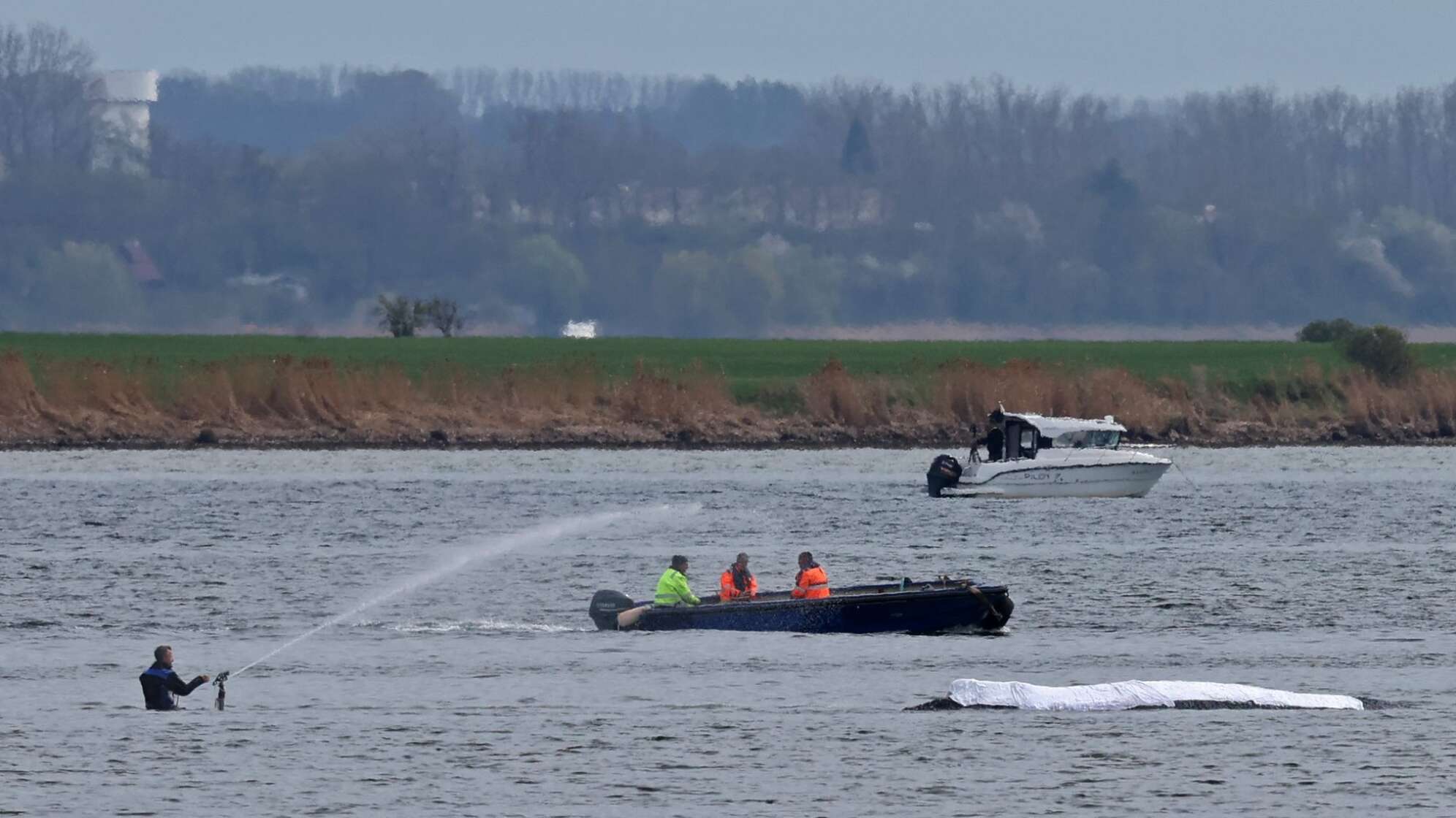 Rettungsaktion für den Buckelwal