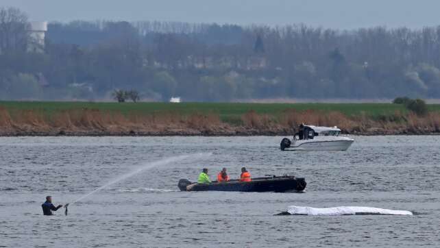 Tierärztin: Wal wird heute nicht mehr transportiert