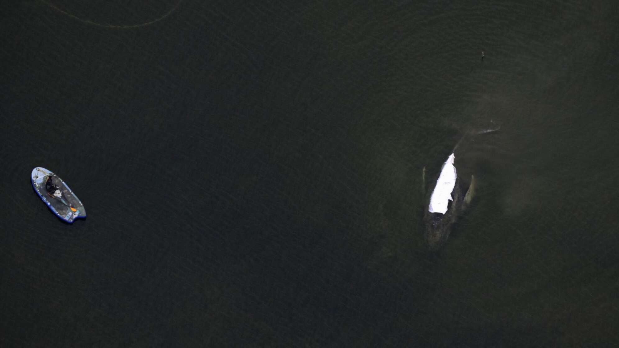 Rettungsaktion für den Buckelwal