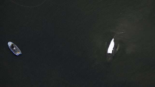 Tag vier der Walrettungs-Aktion vor Insel Poel startet