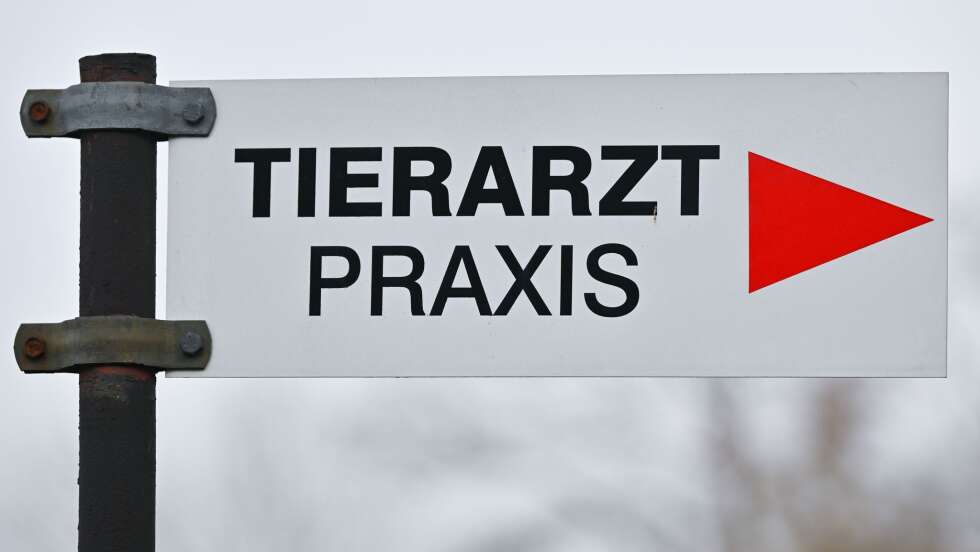 Höhere Tierarztkosten belasten Tierheime