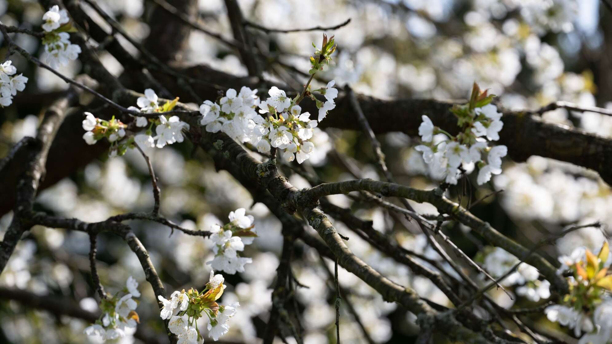 Kirschblüte in Franken