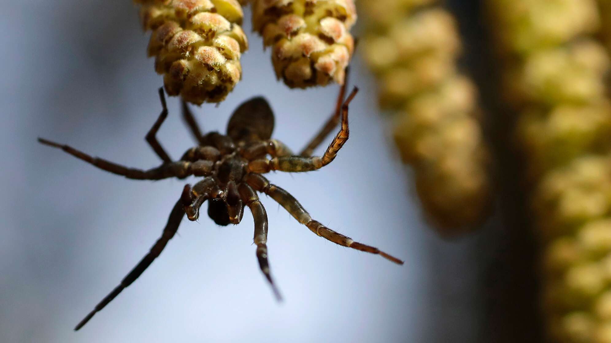 Nahaufnahme einer Spinne