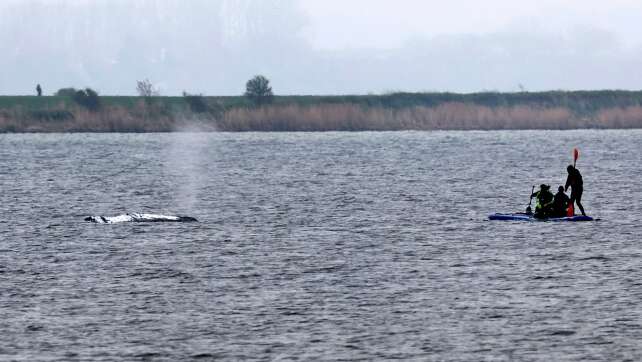 Wal soll transportiert werden – Zeit noch offen