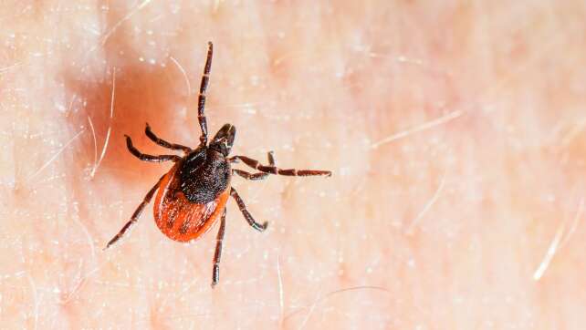 Überlebenskünstler mit Risikofaktor: Zecken auf Vormarsch