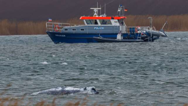 Und er schwimmt doch: Krimi um den Buckelwal von Poel