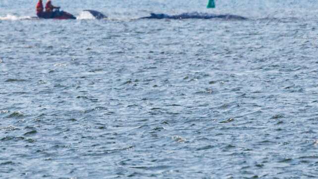 Er schwimmt, er schwimmt nicht: Drama um Buckelwal vor Poel