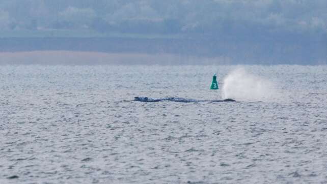 Backhaus: Wal ist wieder in Bewegung